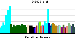 POLE (gene)